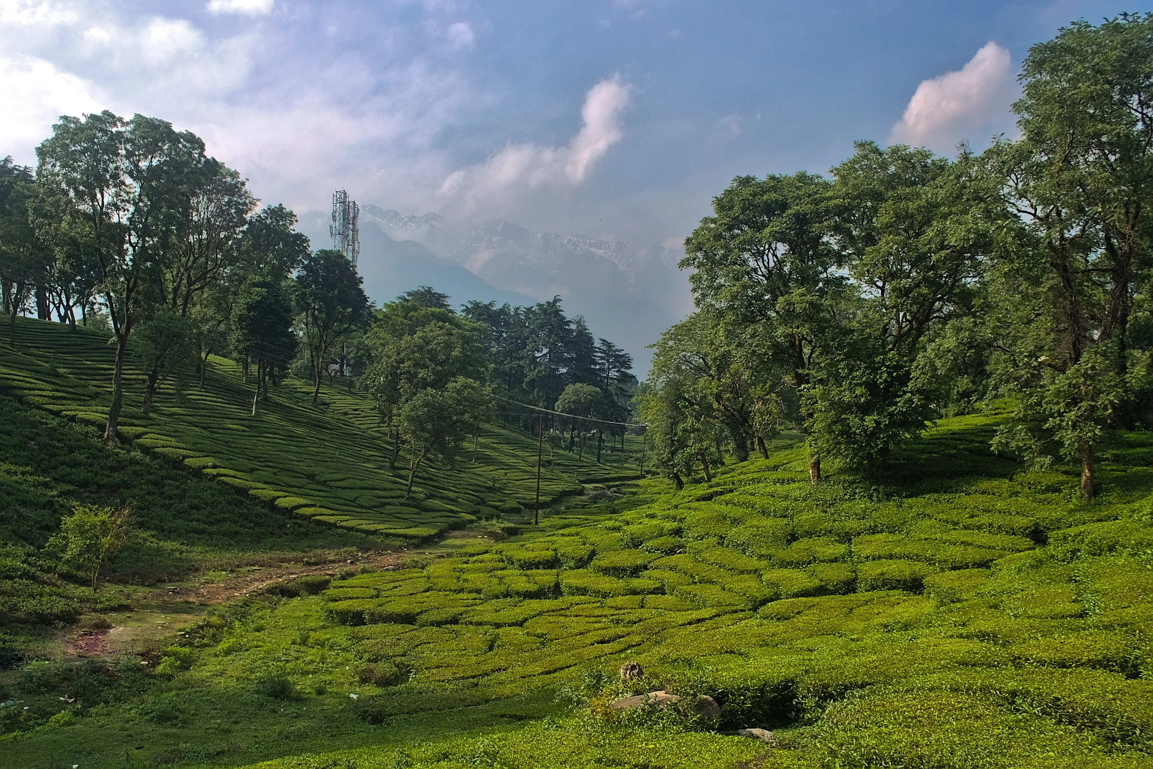 Deodar forests and Himalayan ridgelines of Himachal Pradesh